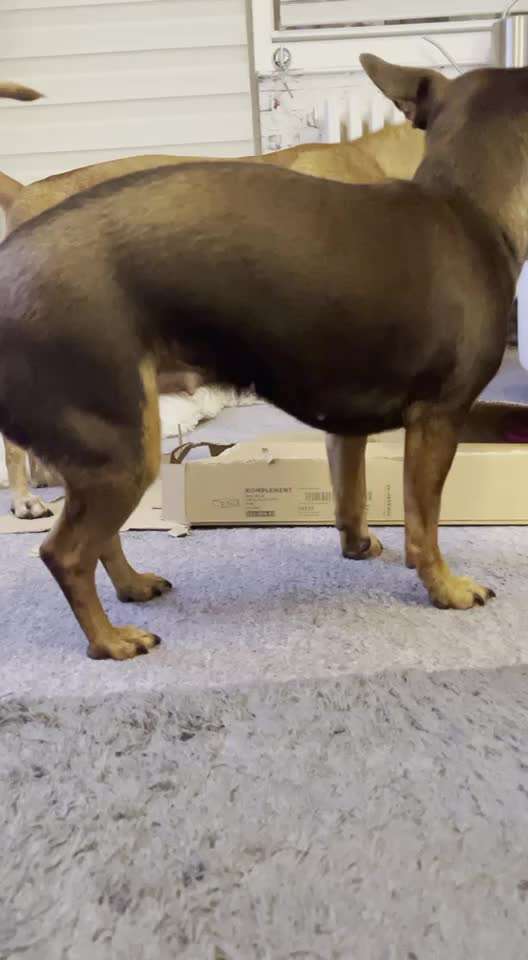 Wo sind die Zwergpinscher?-Beitrag-Bild