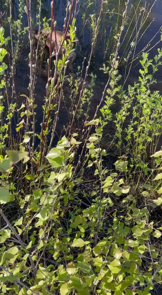 Podencomischling oder Podenco-Beitrag-Bild