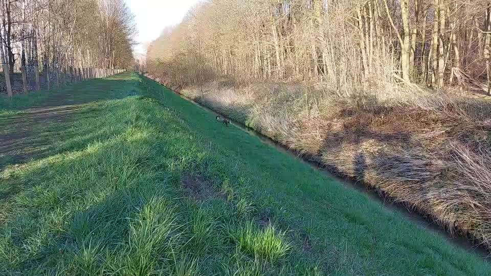 Zeigt hier Euer liebstes Video Eurer Hunde-Beitrag-Bild