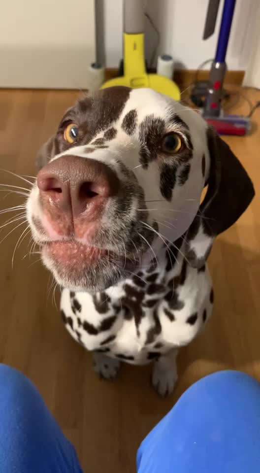 Hier ist der Spaßthread. Zum Schmunzeln und Kaputtlachen-Beitrag-Bild