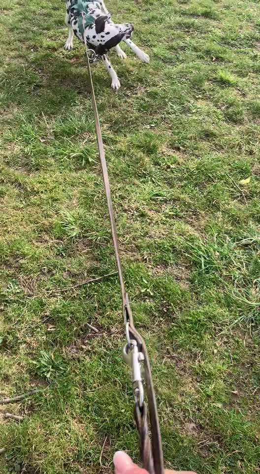 Hund legt sich beim Gassi gehen ständig hin.-Beitrag-Bild