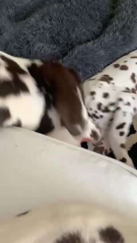 Video-Challange Nr. 9
Der unsinnige Hund-Beitrag-Bild