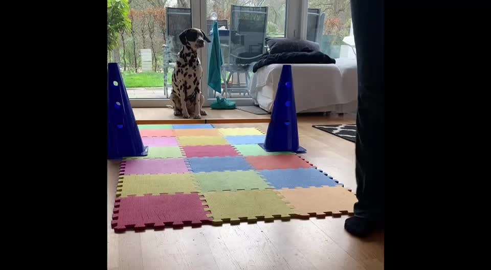 Indoor Beschäftigung-Beitrag-Bild