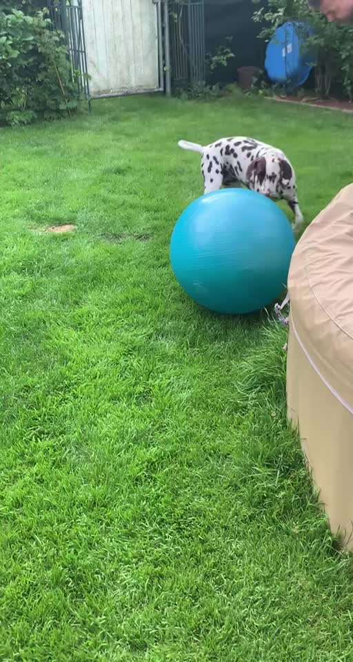 Trick Challenge Nr. 21 Treibball-Beitrag-Bild