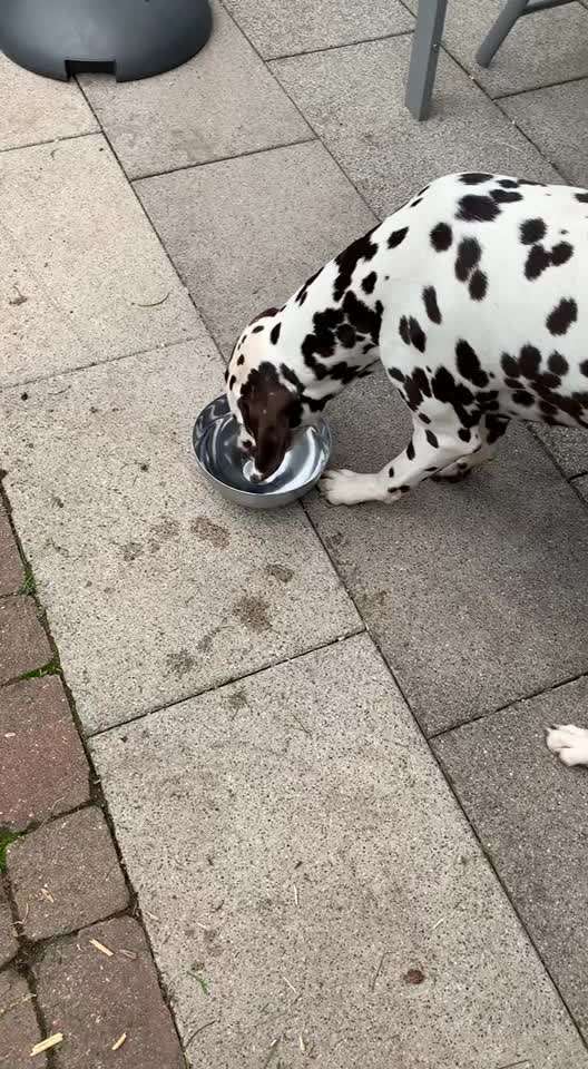 Zeigt hier Euer liebstes Video Eurer Hunde-Beitrag-Bild