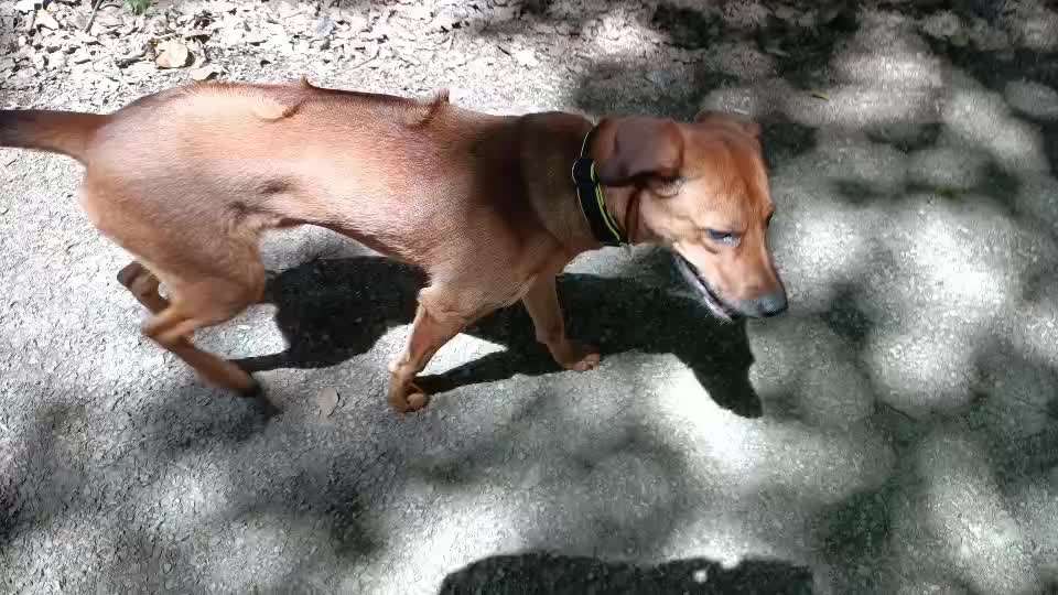 Rhodesian Ridgeback-Beitrag-Bild