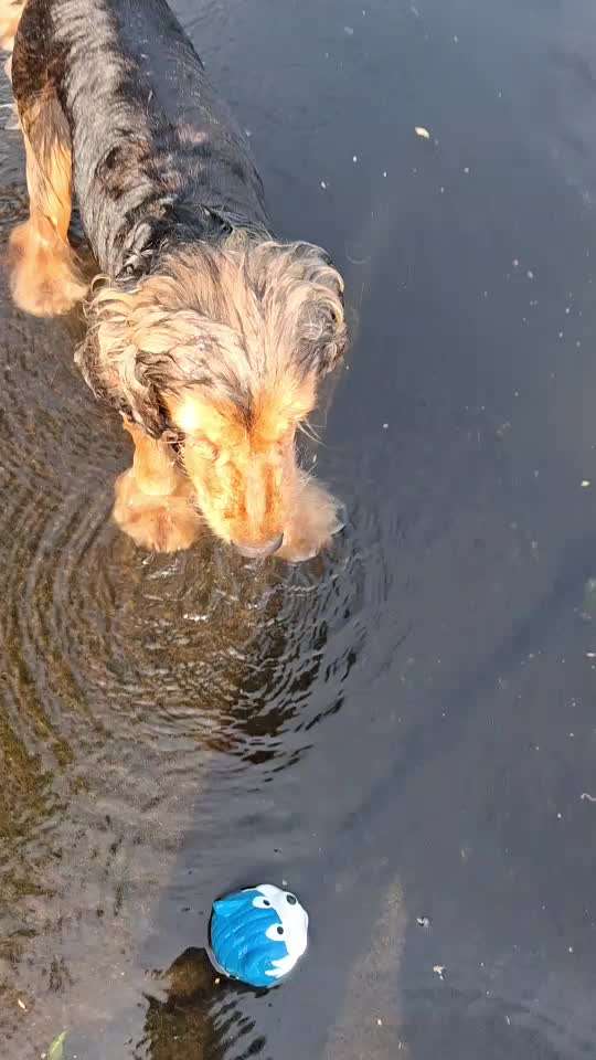 🌊🐶 Hund überall baden lassen – wie sicher ist das wirklich?-Beitrag-Bild