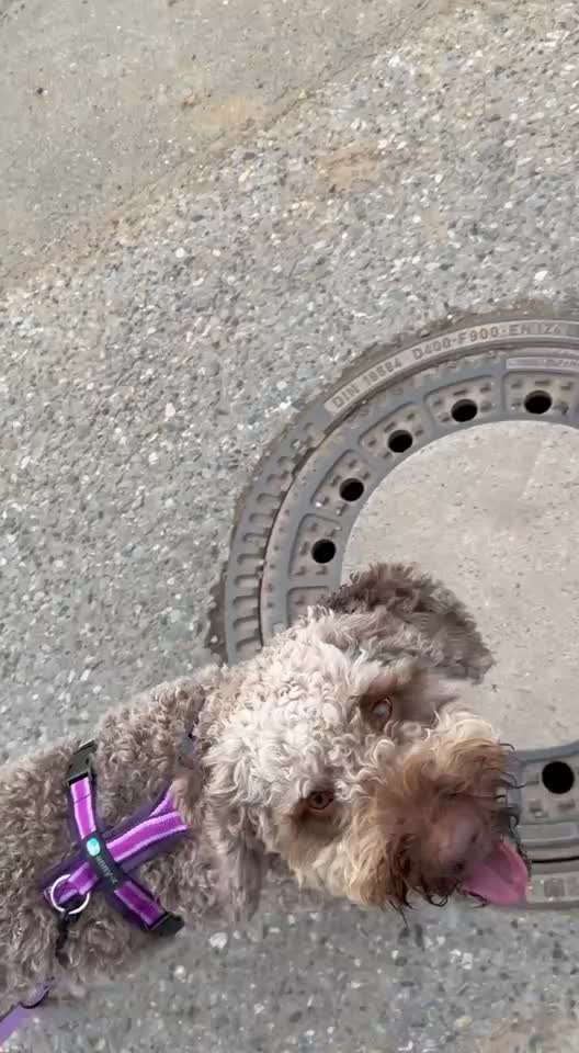 Kennt jemand die Gefärtenschmiede?-Beitrag-Bild