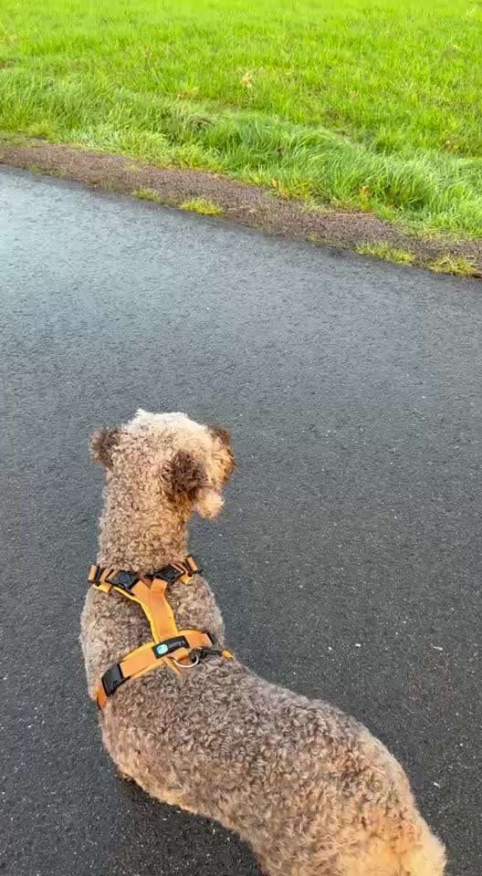 "Wege zur Freundschaft" (Ulli Reichmann)-Beitrag-Bild