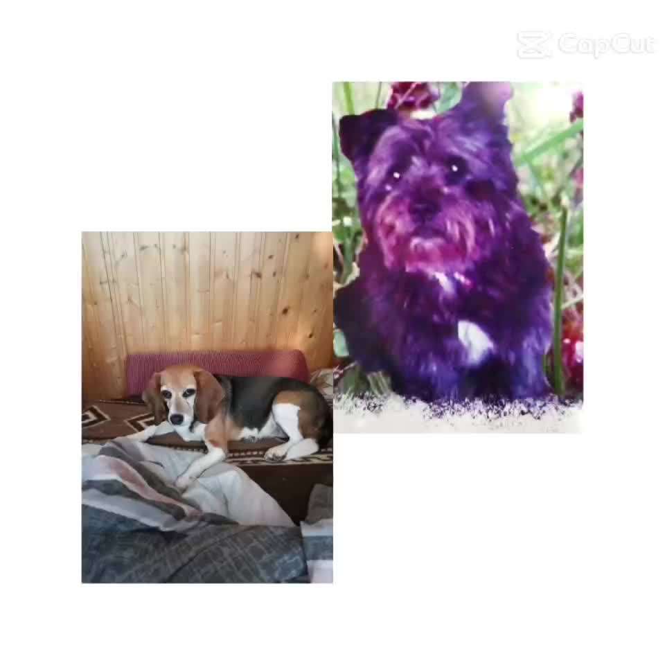 Unsere Fellnasen im Regenbogenland-Beitrag-Bild