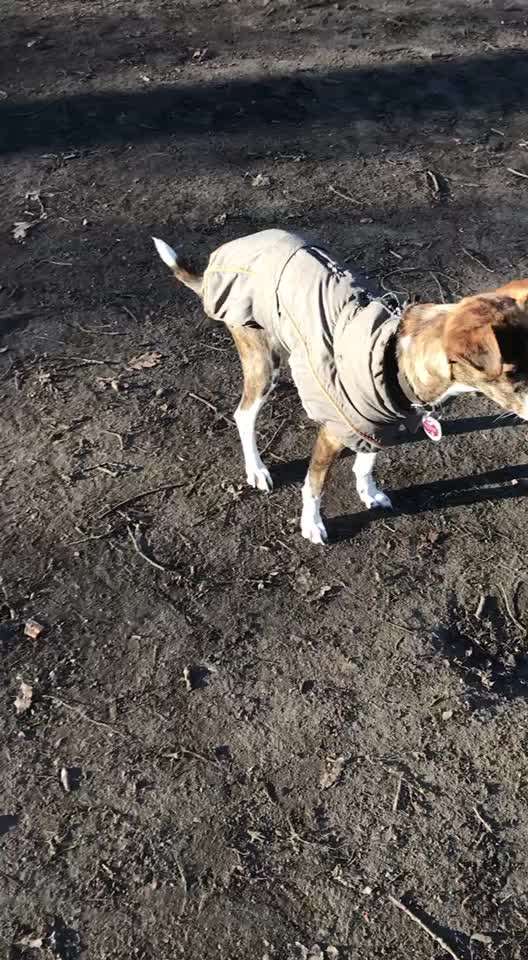 19. Video Challenge  "urkomische Hunde zum Brüllen lustig"-Beitrag-Bild