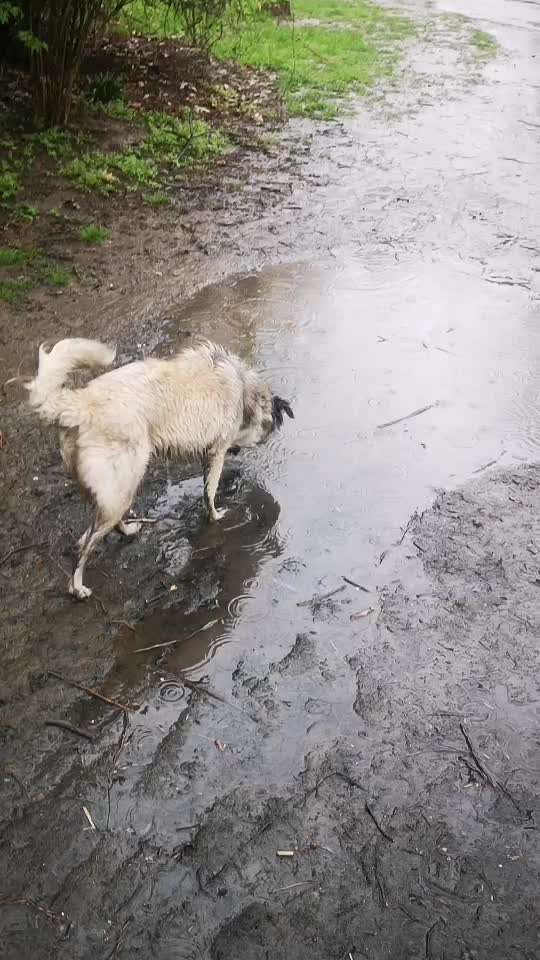 Hund im Regen☔🌬️🌧️-Beitrag-Bild