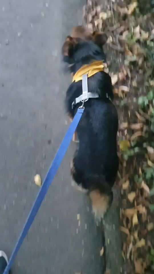 Gangbild/-analyse-Beitrag-Bild