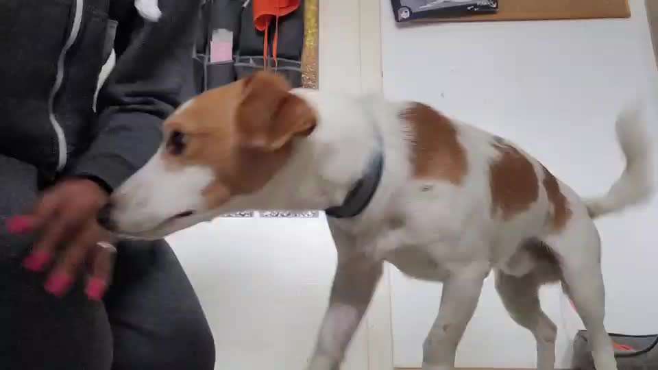 Impulskontrolle-Challenge Nr. 1: 10 Leckerli Spiel-Beitrag-Bild