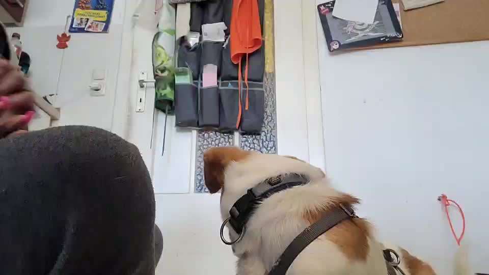 Impulskontrolle-Challenge Nr. 1: 10 Leckerli Spiel-Beitrag-Bild