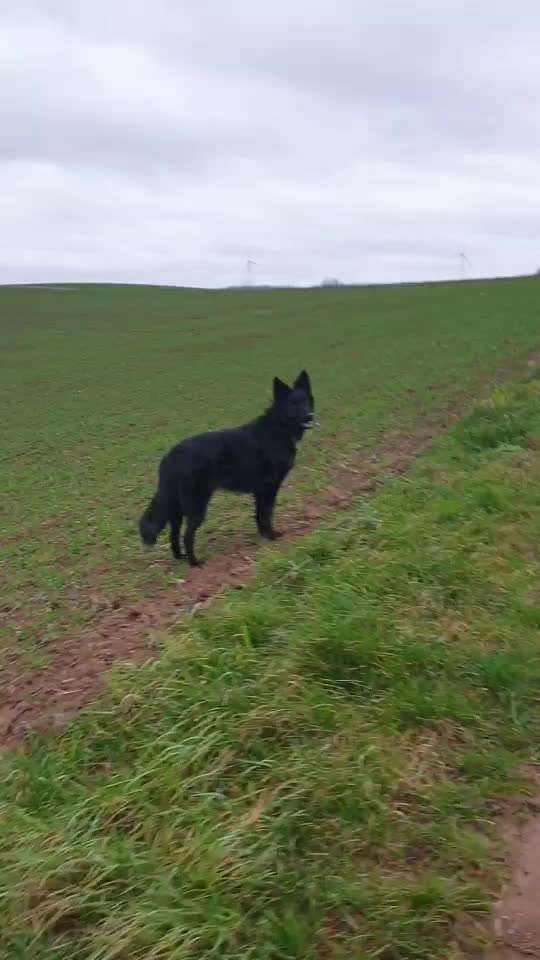 Schäferhund-Fans?-Beitrag-Bild