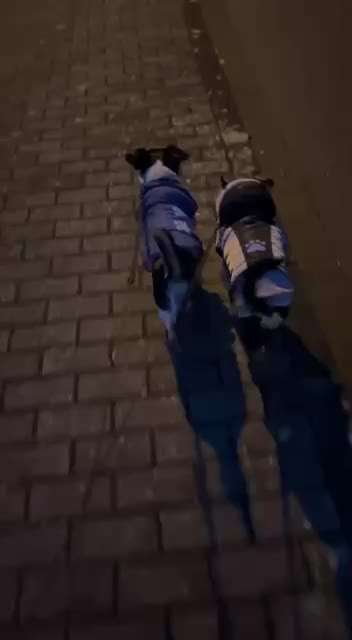 Eifersucht unter Hunden dem Menschen Gegenüber-Beitrag-Bild