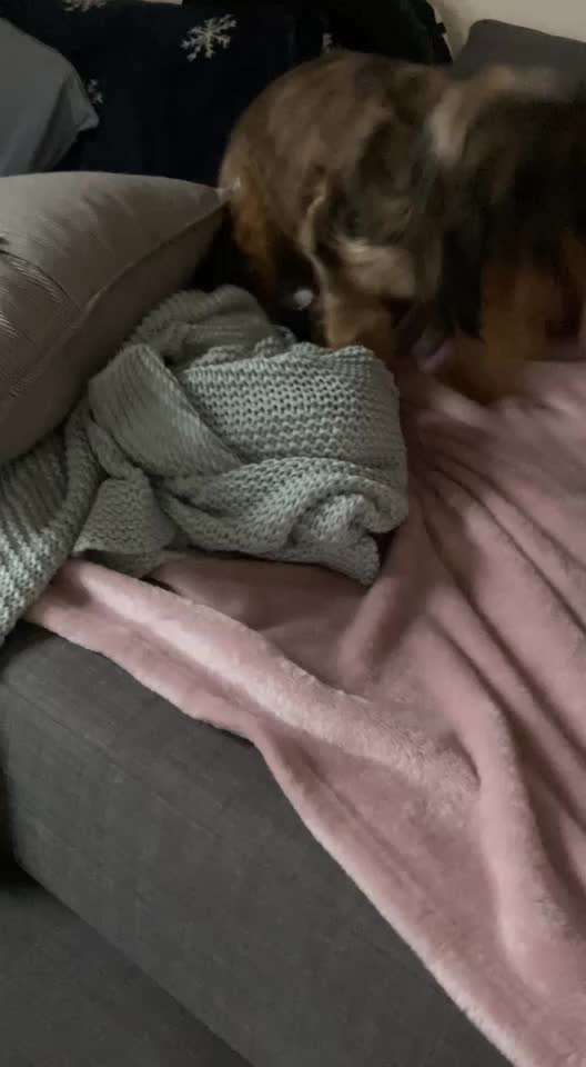 Welpe akzeptiert Körbchen nicht / geht nicht von alleine rein um zur Ruhe zu kommen-Beitrag-Bild