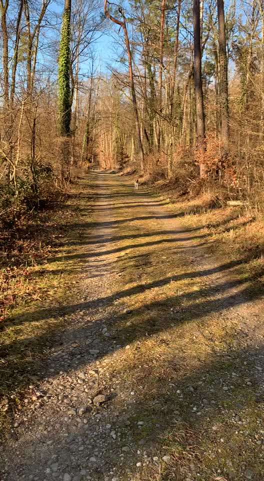 Leckerli für den Rückruf-Beitrag-Bild