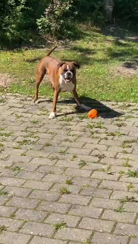 Hier ist der Spaßthread. Zum Schmunzeln und Kaputtlachen-Beitrag-Bild