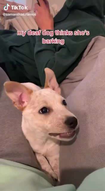 Hier ist der Spaßthread. Zum Schmunzeln und Kaputtlachen-Beitrag-Bild