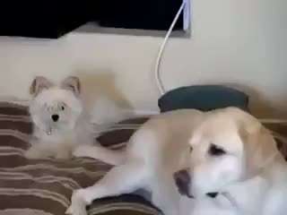 Hier ist der Spaßthread. Zum Schmunzeln und Kaputtlachen-Beitrag-Bild