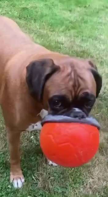 Hier ist der Spaßthread. Zum Schmunzeln und Kaputtlachen-Beitrag-Bild