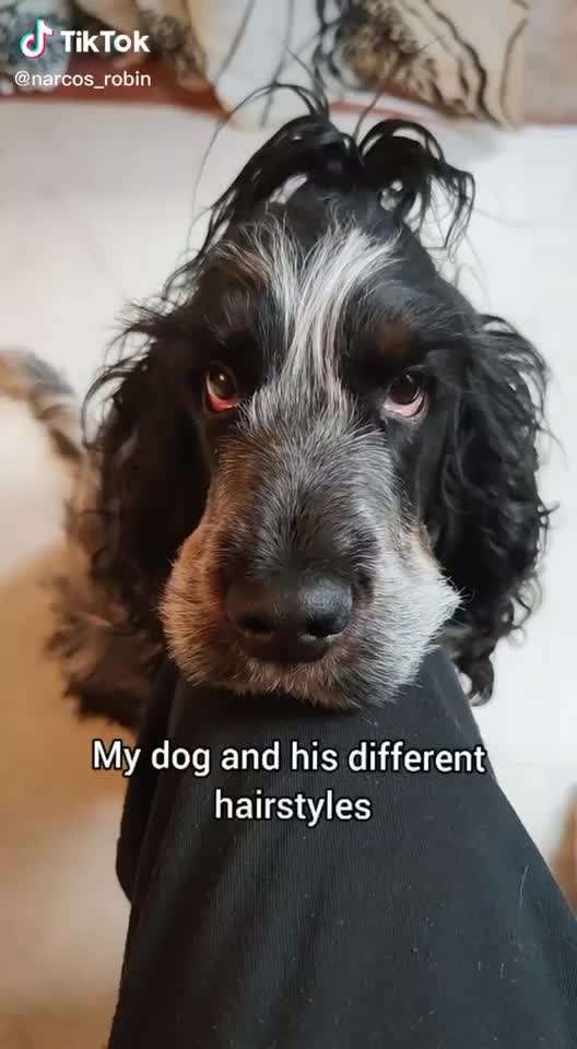 Hier ist der Spaßthread. Zum Schmunzeln und Kaputtlachen-Beitrag-Bild