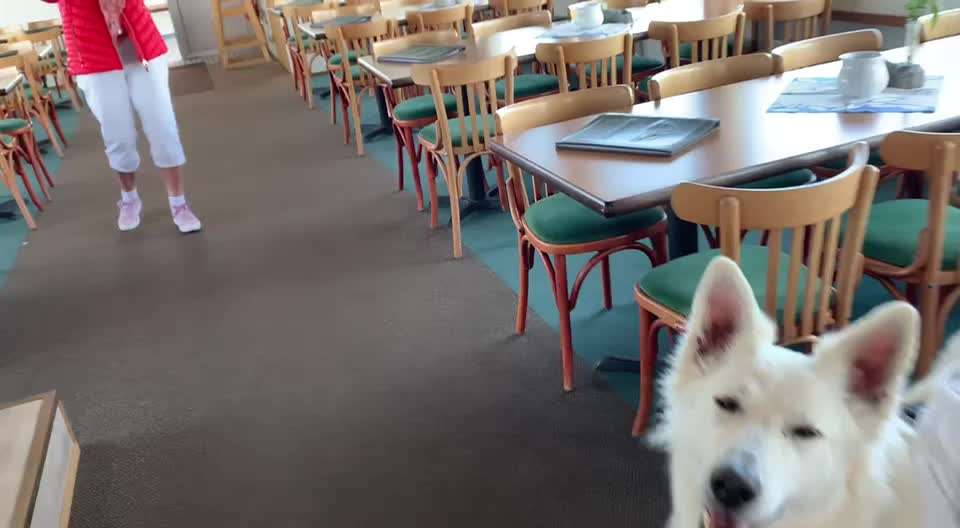 Impulskontrolle Challenge Nr. 11 "Bleib mit Ablenkung"-Beitrag-Bild