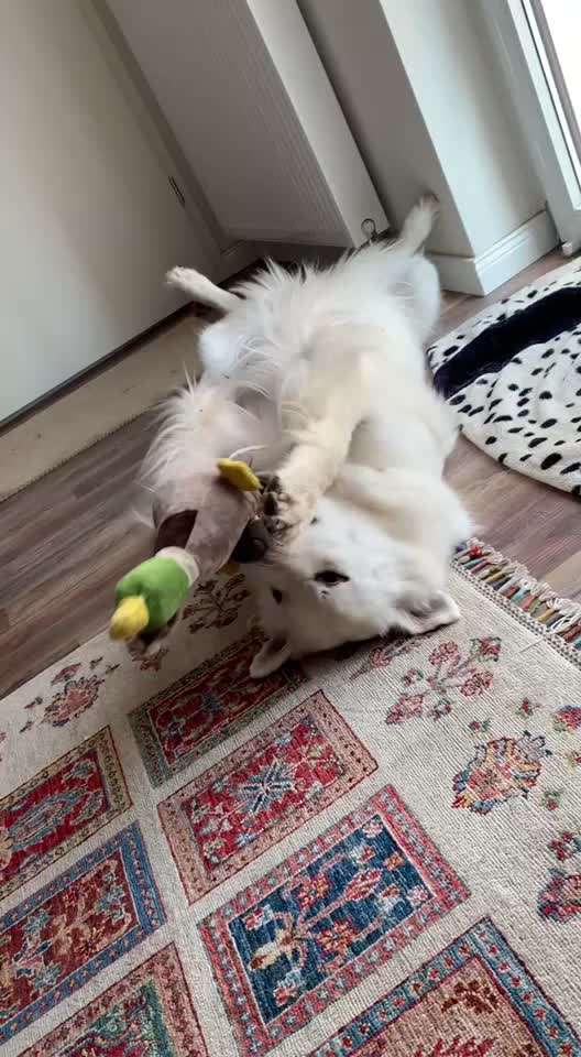 Handy Video Challenge Nr.36 Indoorbespaßung-Beitrag-Bild