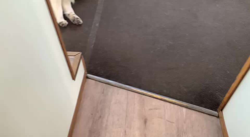 Impulskontrolle Challenge Nr. 11 "Bleib mit Ablenkung"-Beitrag-Bild