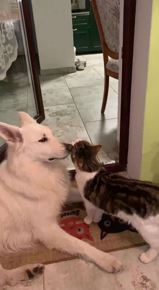 Hund und Katz Momente-Beitrag-Bild