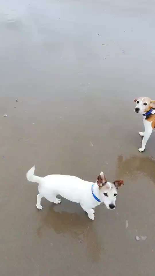 7. Kurzgeschichten Challenge: Spaziergang am Strand-Beitrag-Bild