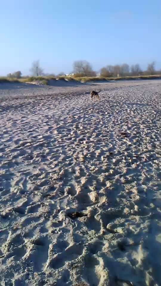 nord- oder Ostsee, Urlaub mit Hund-Beitrag-Bild