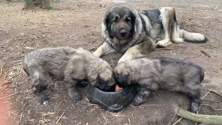 Herdenschutzhunde-Beitrag-Bild