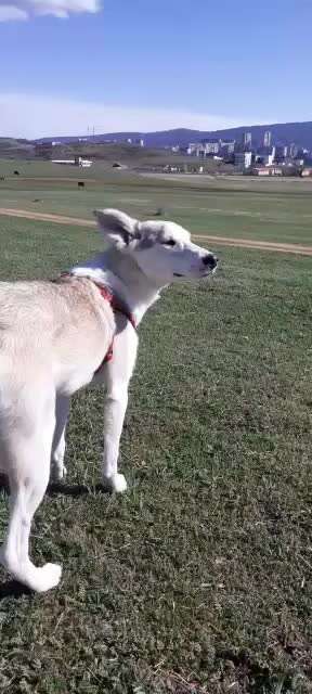 Namenssuche für ne hündin-Beitrag-Bild