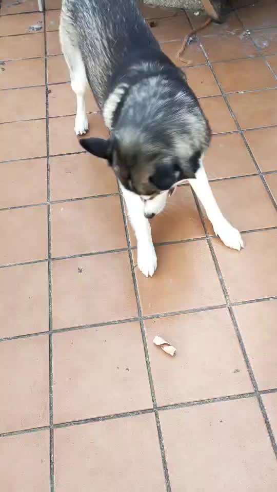 19. Video Challenge  "urkomische Hunde zum Brüllen lustig"-Beitrag-Bild