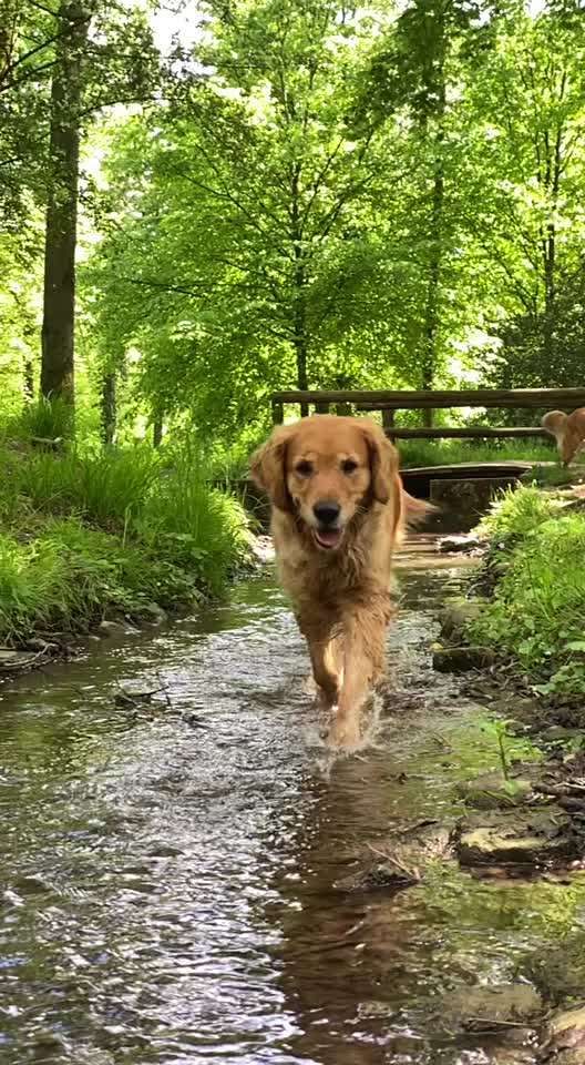 Dogorama-Monats-Challenge-Mai "Wasser"-Beitrag-Bild