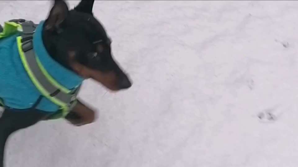 Liebhaber des Deutschen Pinscher gesucht.-Beitrag-Bild