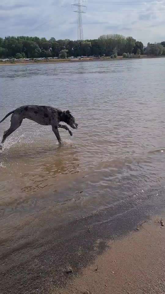 Video Challenge Nr.6
Auf den Spuren der Freiheit🐾🐾-Beitrag-Bild