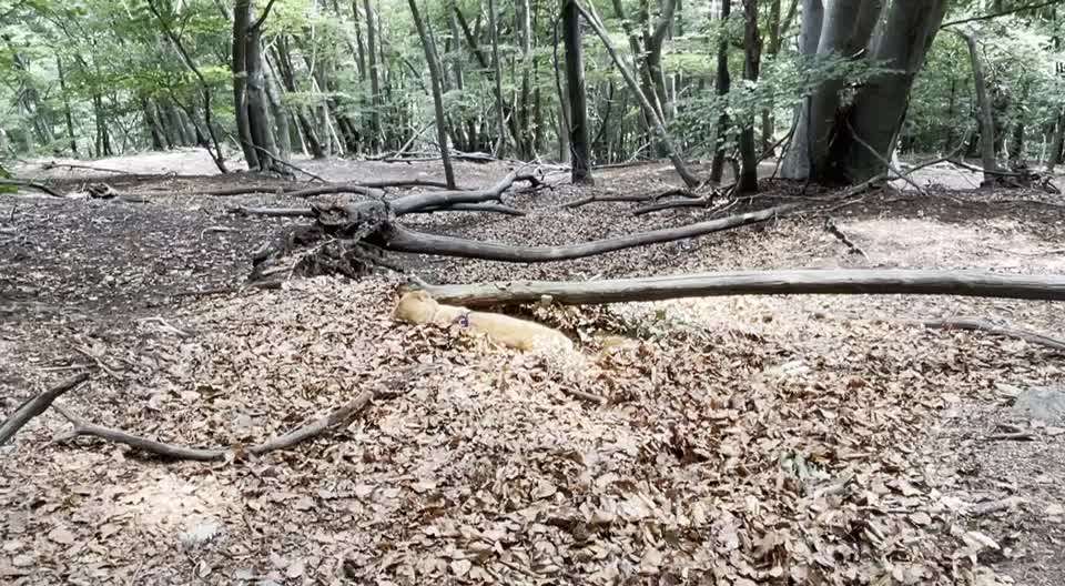 Wo sind die Golden Retriever Liebhaber?-Beitrag-Bild