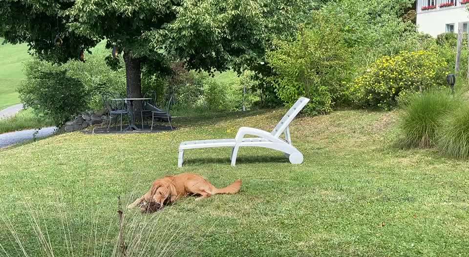 Wo sind die Golden Retriever Liebhaber?-Beitrag-Bild