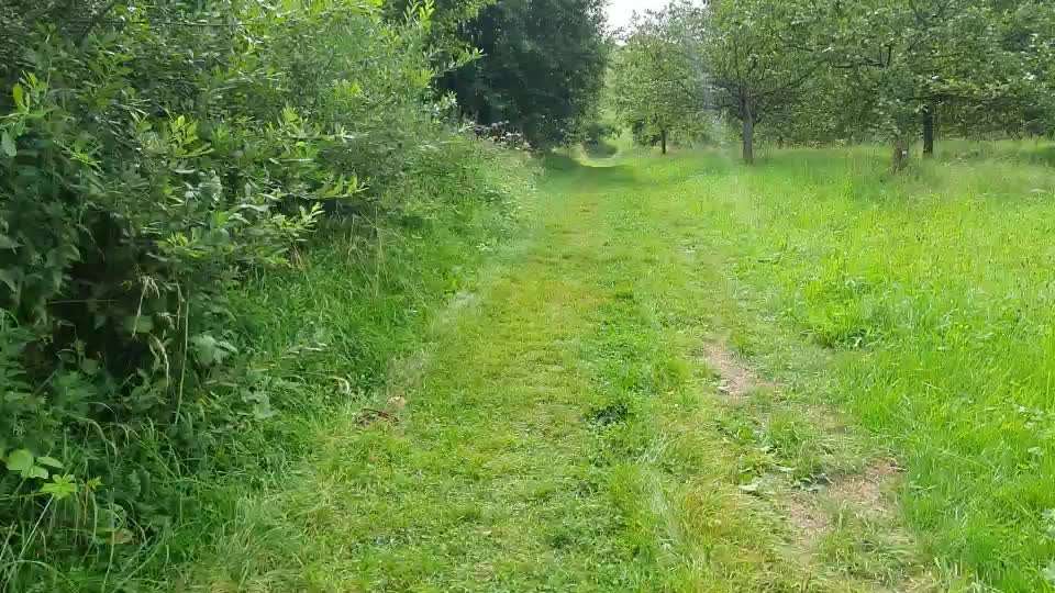 Dogorama Blog Challenge: Hundetricks-Beitrag-Bild