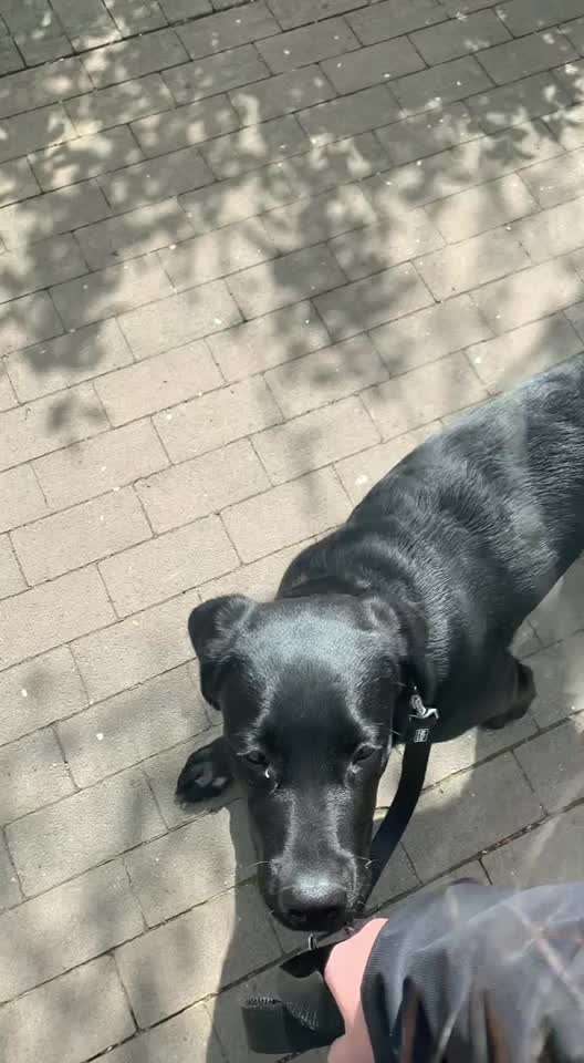 Balu nimmt nicht richtig zu-Beitrag-Bild