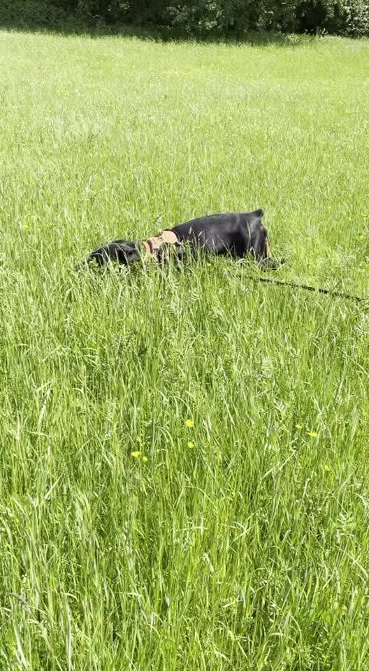 Die Dogorama Monats Challenge "Es grünt und blüht"-Beitrag-Bild