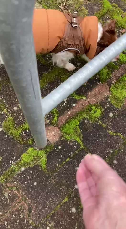 aktuelles Foto Gruppe Trickkiste