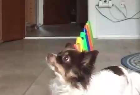 aktuelles Foto Gruppe Trickkiste