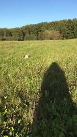 Hundeschule ja oder nein?-Beitrag-Bild