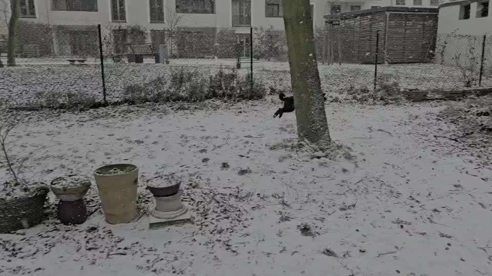 aktuelles Foto Gruppe Pudel