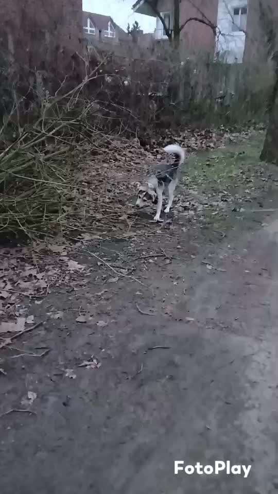 Schuppern an Wänden und Hecken.-Beitrag-Bild